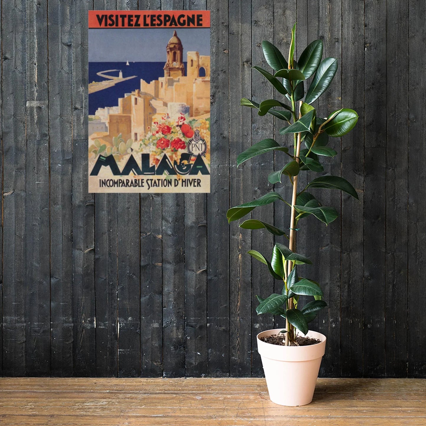 A tall potted rubber plant stands on a wooden floor in front of a dark wooden wall, next to a vintage-style Mambí travel poster for Malaga, Spain.